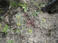 desert alyssum or madwort (<em>Alyssum desertorum</em>)