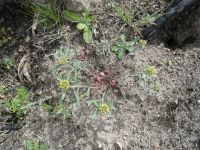 desert alyssum or madwort (<em>Alyssum desertorum</em>)