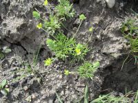 bur buttercup (<em>Ceratocephala testiculata</em>)