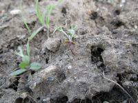 bitterbrush, antelope brush (<em>Purshia tridentata var. tridentata</em>)