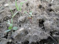 bitterbrush, antelope brush (<em>Purshia tridentata var. tridentata</em>)