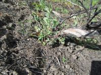 bitterbrush, antelope brush (<em>Purshia tridentata var. tridentata</em>)