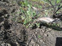 bitterbrush, antelope brush (<em>Purshia tridentata var. tridentata</em>)