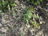jagged chickweed (<em>Holosteum umbellatum ssp. umbellatum</em>)