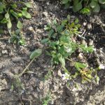 jagged chickweed (<em>Holosteum umbellatum ssp. umbellatum</em>)