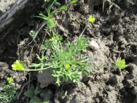 bur buttercup (<em>Ceratocephala testiculata</em>)