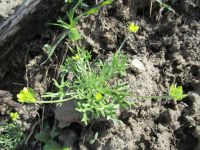 bur buttercup (<em>Ceratocephala testiculata</em>)