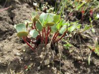 bitterbrush, antelope brush (<em>Purshia tridentata var. tridentata</em>)