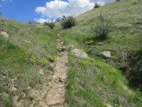 myrtle spurge, donkey tail (<em>Euphorbia myrsinites</em>)