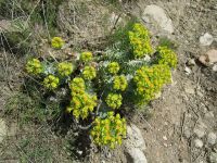 myrtle spurge, donkey tail (<em>Euphorbia myrsinites</em>)
