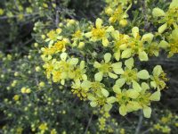 bitterbrush, antelope brush (<em>Purshia tridentata var. tridentata</em>)