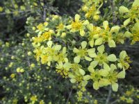bitterbrush, antelope brush (<em>Purshia tridentata var. tridentata</em>)