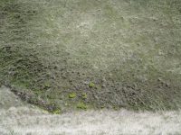 myrtle spurge, donkey tail (<em>Euphorbia myrsinites</em>)