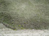 myrtle spurge, donkey tail (<em>Euphorbia myrsinites</em>)