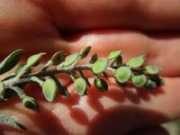 desert alyssum or madwort (<em>Alyssum desertorum</em>)