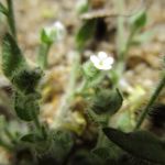Cryptantha