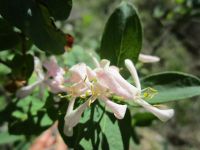Tatarian honeysuckle (<em>Lonicera tatarica</em>)