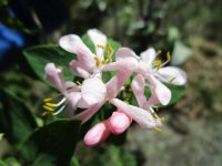 Tatarian honeysuckle (<em>Lonicera tatarica</em>)