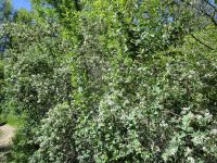 Tatarian honeysuckle (<em>Lonicera tatarica</em>)