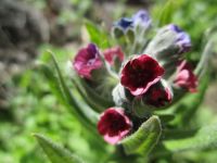 hound's-tongue (<em>Cynoglossum officinale</em>)