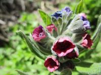 hound's-tongue (<em>Cynoglossum officinale</em>)