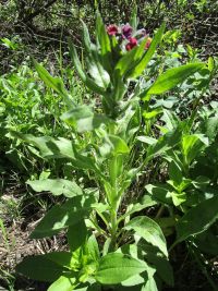 hound's-tongue (<em>Cynoglossum officinale</em>)