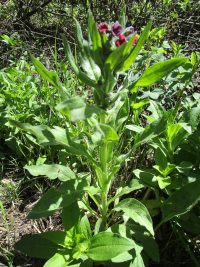 hound's-tongue (<em>Cynoglossum officinale</em>)