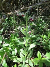 hound's-tongue (<em>Cynoglossum officinale</em>)