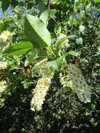 western chokecherry (<em>Prunus virginiana var. melanocarpa</em>)