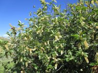 western chokecherry (<em>Prunus virginiana var. melanocarpa</em>)