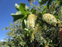 western chokecherry (<em>Prunus virginiana var. melanocarpa</em>)