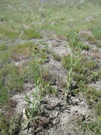 rigid or harvest fiddleneck (<em>Amsinckia retrorsa</em>) Rigid fiddleneck