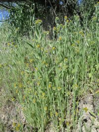 rigid or harvest fiddleneck (<em>Amsinckia retrorsa</em>) Rigid fiddleneck