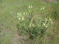 Hermit milkvetch