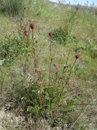 garden burnet  (<em>Poterium sanguisorba var. polygamum</em>)