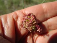garden burnet  (<em>Poterium sanguisorba var. polygamum</em>)