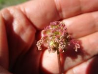 garden burnet (<em>Poterium sanguisorba var. polygamum</em>)