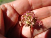 garden burnet  (<em>Poterium sanguisorba var. polygamum</em>)