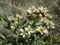 Pale bastard toadflax Pale bastard toadflax