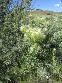 whitetop, hoary cress (<em>Lepidium draba</em>)