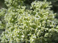 whitetop, hoary cress (<em>Lepidium draba</em>)