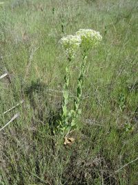 whitetop, hoary cress (<em>Lepidium draba</em>)