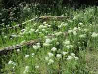 whitetop, hoary cress (<em>Lepidium draba</em>)