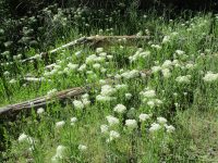 whitetop, hoary cress (<em>Lepidium draba</em>)