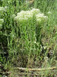 whitetop, hoary cress (<em>Lepidium draba</em>)