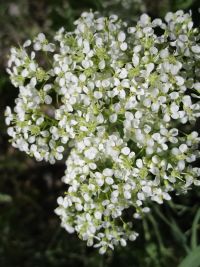 whitetop, hoary cress (<em>Lepidium draba</em>)