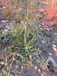 tumble or Jim Hill mustard (<em>Sisymbrium altissimum</em>)