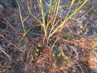rush skeletonweed (<em>Chondrilla juncea</em>)