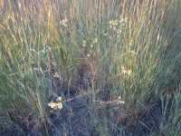 tumble or Jim Hill mustard (<em>Sisymbrium altissimum</em>)