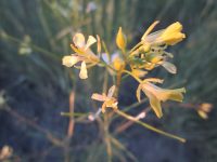 tumble or Jim Hill mustard (<em>Sisymbrium altissimum</em>)